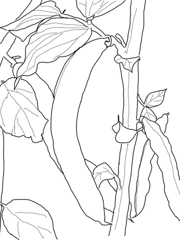 Green Bean Coloring Page